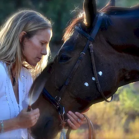 The Mountain Lion - Horses Sedona'S Most Loved-3